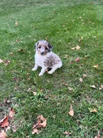 Luna, a female Poodle - Miniature  for sale in New Vienna, OH – 2 of 5