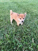 Cooper, a male Shiba Inu for sale in New Vienna, OH – 5 of 5