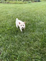 Penny, a female Shiba Inu for sale in New Vienna, OH – 3 of 4