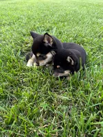 Pepper, a male Shiba Inu for sale in New Vienna, OH – 4 of 4