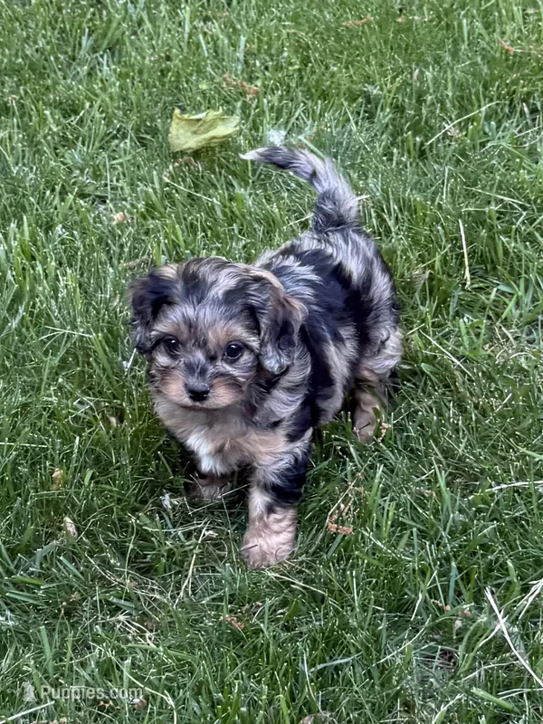 Alexi – Cavapoo puppy for sale in New Vienna, OH
