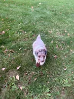 Luna, a female Poodle - Miniature  for sale in New Vienna, OH – 5 of 5