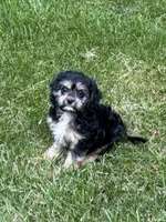 Ace, a male Cavapoo for sale in New Vienna, OH – 6 of 7