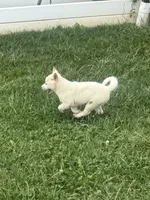 Penny, a female Shiba Inu for sale in New Vienna, OH – 2 of 5