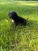 Jasper, a male Miniature Goldendoodle for sale in New Vienna, OH – 1 of 8