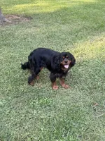 Bear, a male Cavalier King Charles Spaniel for sale in New Vienna, OH – 3 of 5