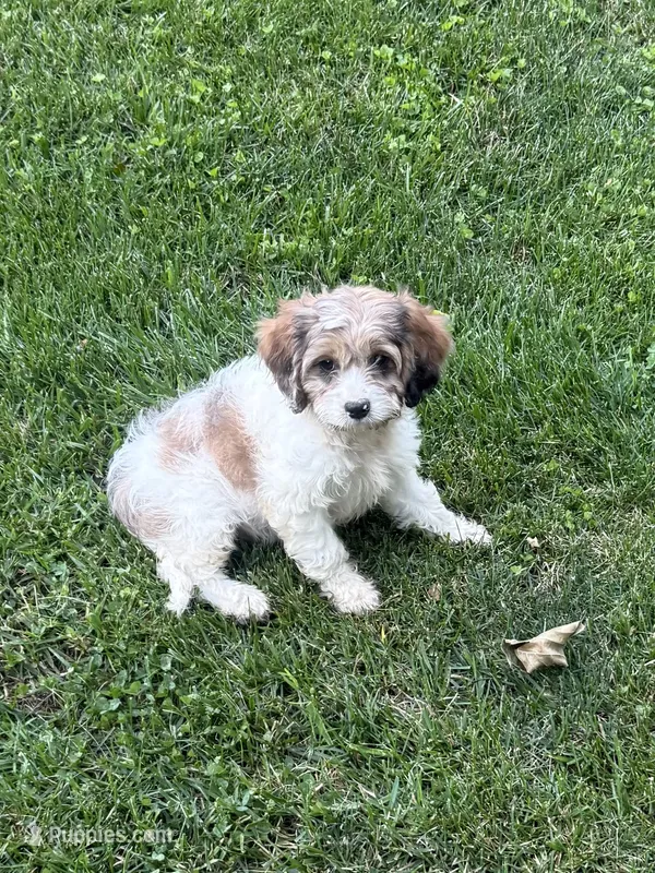 Apollo – Cavapoo puppy for sale in New Vienna, OH