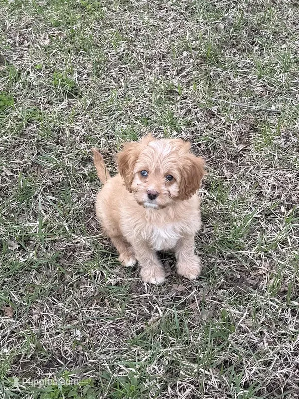 Red – Cavapoo puppy for sale in New Vienna, OH