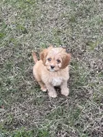 Red, a male Cavapoo for sale in New Vienna, OH – Photo 1 of 5
