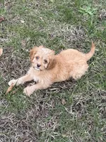 Red, a male Cavapoo for sale in New Vienna, OH – Photo 5 of 5