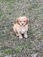 Red, a male Cavapoo for sale in New Vienna, OH – Photo 2 of 5