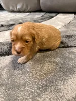 Red, a male Cavapoo for sale in New Vienna, OH – Photo 1 of 3