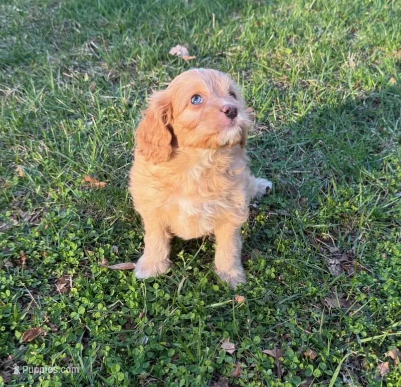 Red – Cavapoo puppy for sale in New Vienna, OH