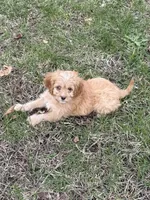 Red, a male Cavapoo for sale in New Vienna, OH – Photo 3 of 5