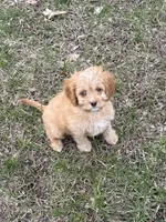 Red, a male Cavapoo for sale in New Vienna, OH – Photo 4 of 5