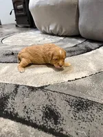 Red, a male Cavapoo for sale in New Vienna, OH – Photo 3 of 3