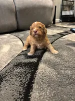 Red, a male Cavapoo for sale in New Vienna, OH – Photo 2 of 3