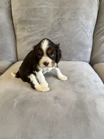 Murphy, a male Cavalier King Charles Spaniel for sale in New Vienna, OH – Photo 3 of 6