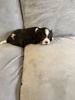 Murphy, a male Cavalier King Charles Spaniel for sale in New Vienna, OH – Photo 1 of 6