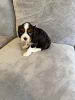 Murphy, a male Cavalier King Charles Spaniel for sale in New Vienna, OH – Photo 6 of 6