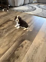 Murphy, a male Cavalier King Charles Spaniel for sale in New Vienna, OH – Photo 5 of 6