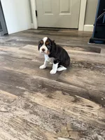 Murphy, a male Cavalier King Charles Spaniel for sale in New Vienna, OH – Photo 2 of 6