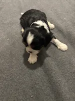 Maisie, a female Cavalier King Charles Spaniel for sale in New Vienna, OH – Photo 5 of 6