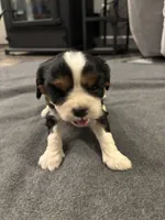 Maisie, a female Cavalier King Charles Spaniel for sale in New Vienna, OH – Photo 2 of 6