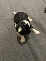 Maisie, a female Cavalier King Charles Spaniel for sale in New Vienna, OH – Photo 3 of 6