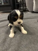 Maisie, a female Cavalier King Charles Spaniel for sale in New Vienna, OH – Photo 1 of 6