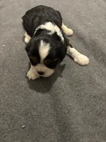 Maisie, a female Cavalier King Charles Spaniel for sale in New Vienna, OH – Photo 4 of 6