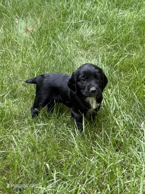 Athena – English Cocker Spaniel puppy for sale in New Vienna, OH
