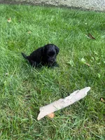 Jack, a male Miniature Goldendoodle for sale in New Vienna, OH – 8 of 8