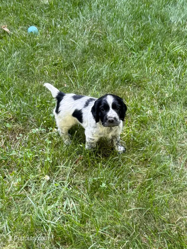 Jett – English Cocker Spaniel puppy for sale in New Vienna, OH