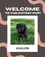 Avalon, a female Cavapoo for sale in New Vienna, OH – 1 of 5