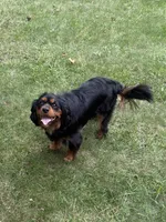 Bear, a male Cavalier King Charles Spaniel for sale in New Vienna, OH – 4 of 5