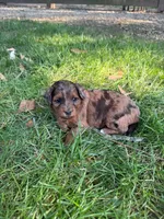 June, a female Miniature Goldendoodle for sale in New Vienna, OH – 8 of 10