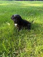 Jasper, a male Miniature Goldendoodle for sale in New Vienna, OH – 6 of 8