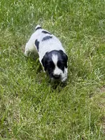 Jett, a male English Cocker Spaniel for sale in New Vienna, OH – 3 of 8