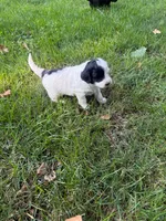 Jude, a male Miniature Goldendoodle for sale in New Vienna, OH – 7 of 8