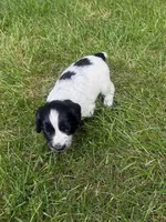 Jett, a male English Cocker Spaniel for sale in New Vienna, OH – 7 of 8