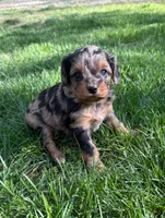 Alexi, a female Cavapoo for sale in New Vienna, OH – 2 of 3