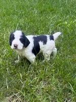 Rambo, a male English Cocker Spaniel for sale in New Vienna, OH – 2 of 9