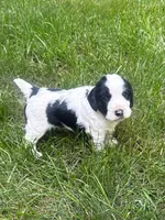 Rambo, a male English Cocker Spaniel for sale in New Vienna, OH – 5 of 9
