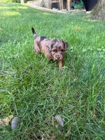 June, a female Miniature Goldendoodle for sale in New Vienna, OH – 9 of 10