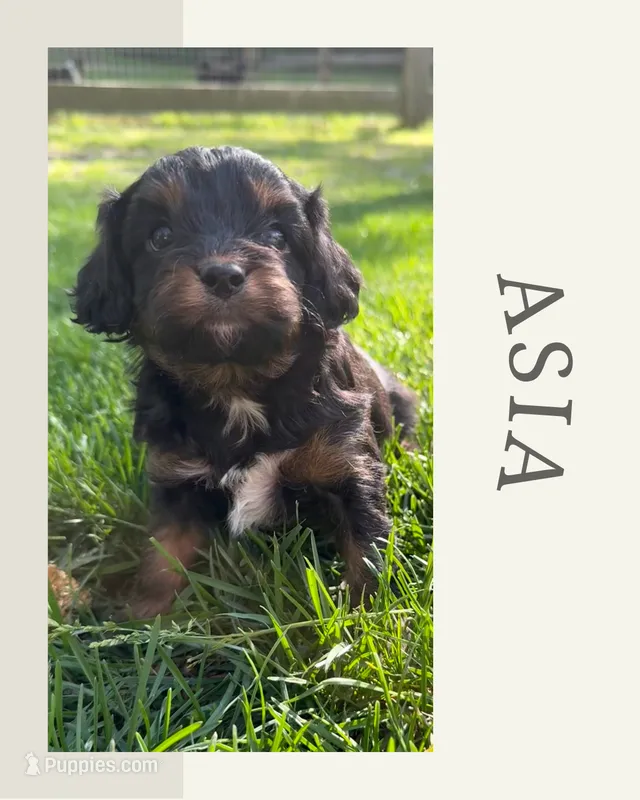 Asia – Cavapoo puppy for sale in New Vienna, OH