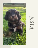 Asia, a female Cavapoo for sale in New Vienna, OH – 1 of 4