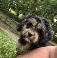 Ace, a male Cavapoo for sale in New Vienna, OH – 3 of 7