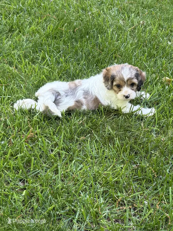Apollo – Cavapoo puppy for sale in New Vienna, OH