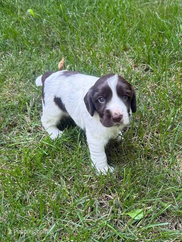 Zeus – English Cocker Spaniel puppy for sale in New Vienna, OH